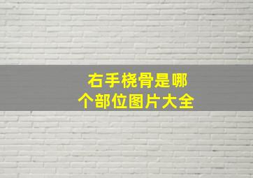 右手桡骨是哪个部位图片大全