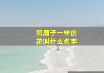 和扇子一样的花叫什么名字