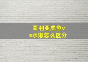 哥利亚虎鱼vs水獭怎么区分