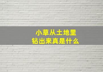 小草从土地里钻出来真是什么