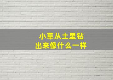 小草从土里钻出来像什么一样