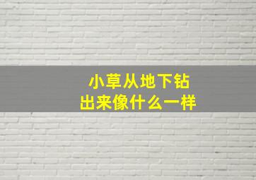 小草从地下钻出来像什么一样