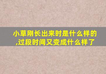 小草刚长出来时是什么样的,过段时间又变成什么样了