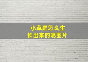 小草是怎么生长出来的呢图片