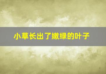 小草长出了嫩绿的叶子