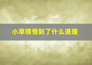 小草领悟到了什么道理