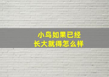 小鸟如果已经长大就得怎么样