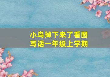 小鸟掉下来了看图写话一年级上学期