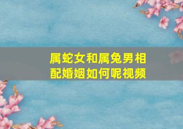 属蛇女和属兔男相配婚姻如何呢视频