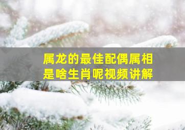 属龙的最佳配偶属相是啥生肖呢视频讲解