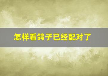 怎样看鸽子已经配对了