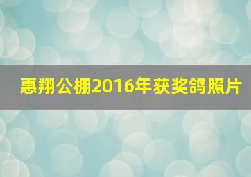 惠翔公棚2016年获奖鸽照片