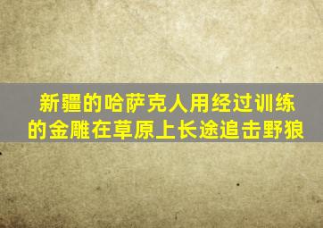 新疆的哈萨克人用经过训练的金雕在草原上长途追击野狼