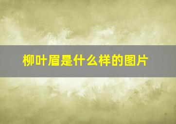 柳叶眉是什么样的图片