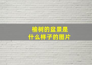 榆树的盆景是什么样子的图片