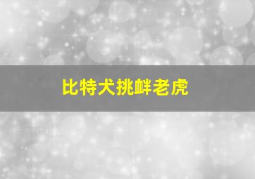 比特犬挑衅老虎