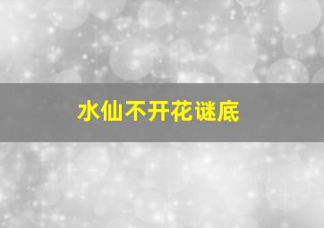 水仙不开花谜底