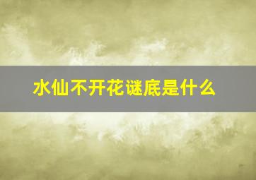 水仙不开花谜底是什么