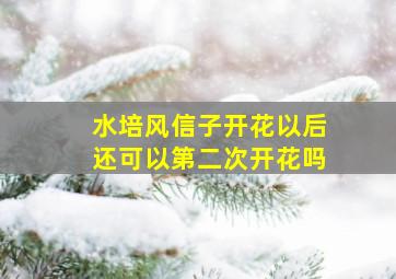 水培风信子开花以后还可以第二次开花吗