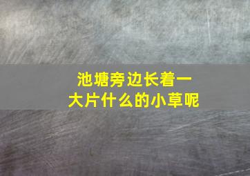 池塘旁边长着一大片什么的小草呢