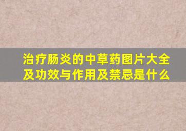 治疗肠炎的中草药图片大全及功效与作用及禁忌是什么