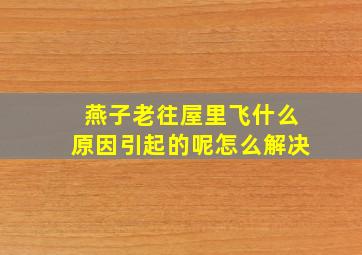 燕子老往屋里飞什么原因引起的呢怎么解决