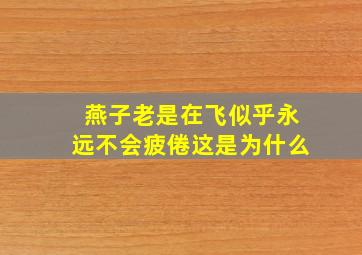 燕子老是在飞似乎永远不会疲倦这是为什么