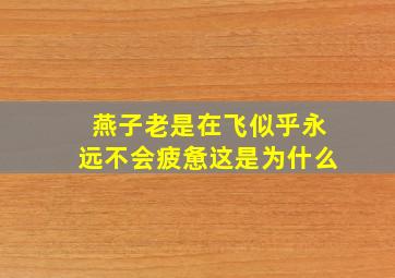 燕子老是在飞似乎永远不会疲惫这是为什么