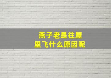 燕子老是往屋里飞什么原因呢