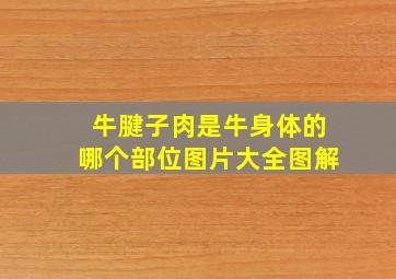 牛腱子肉是牛身体的哪个部位图片大全图解