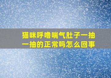 猫咪呼噜喘气肚子一抽一抽的正常吗怎么回事