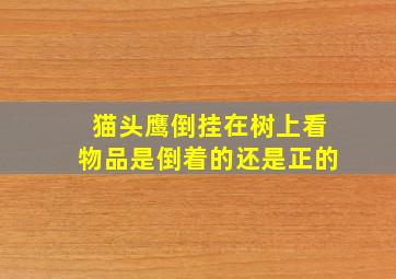 猫头鹰倒挂在树上看物品是倒着的还是正的