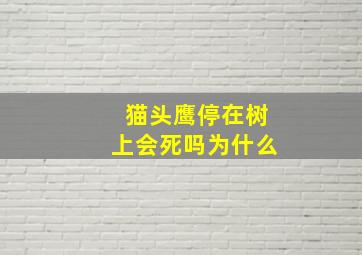 猫头鹰停在树上会死吗为什么