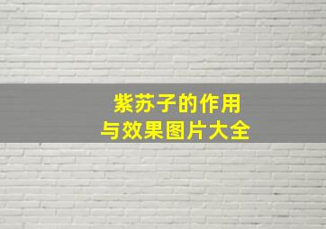 紫苏子的作用与效果图片大全