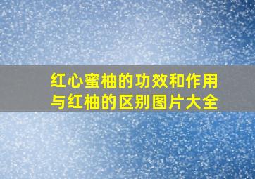 红心蜜柚的功效和作用与红柚的区别图片大全