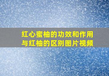 红心蜜柚的功效和作用与红柚的区别图片视频