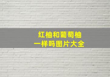 红柚和葡萄柚一样吗图片大全