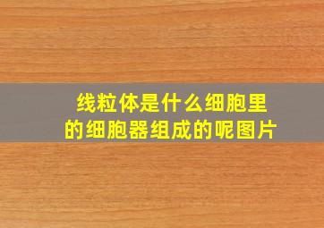 线粒体是什么细胞里的细胞器组成的呢图片