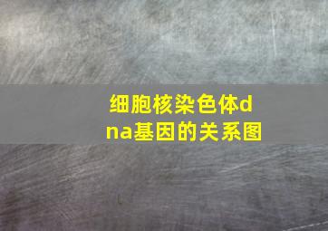 细胞核染色体dna基因的关系图