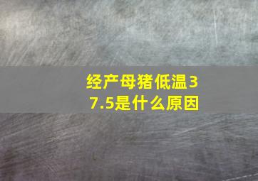 经产母猪低温37.5是什么原因