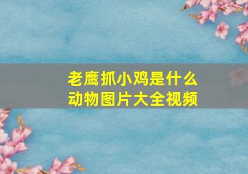 老鹰抓小鸡是什么动物图片大全视频