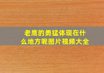 老鹰的勇猛体现在什么地方呢图片视频大全