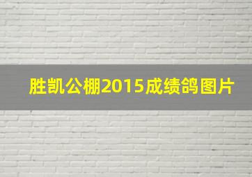 胜凯公棚2015成绩鸽图片