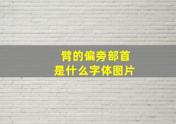 臂的偏旁部首是什么字体图片