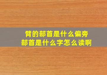 臂的部首是什么偏旁部首是什么字怎么读啊