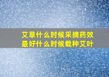 艾草什么时候采摘药效最好什么时候载种艾叶