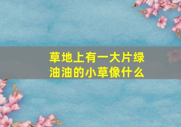 草地上有一大片绿油油的小草像什么