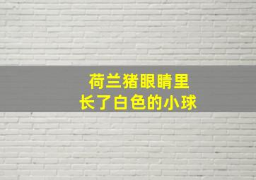 荷兰猪眼睛里长了白色的小球