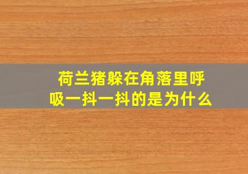 荷兰猪躲在角落里呼吸一抖一抖的是为什么