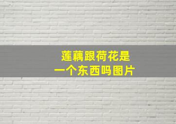 莲藕跟荷花是一个东西吗图片